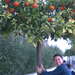 20110117 (55) narancsfák töviben - Copy