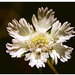 Scabiosa palaestina