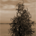 fa a Fertő tó partján
