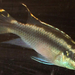 Pelvicachromis pulcher - Meggyhasú sügét