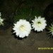 Kaktusz virág1