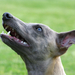 Whippet2