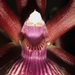 Orchidea Zygopetalum