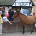 new forest picnic-37