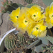 sárga kaktuszom