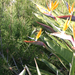 San-Diegó   / keresd  a  kolibrit a  képen