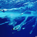 Cs�sz�pingvinek a v�z alatt-Antarktisz
