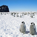 Cs�sz�rpingvin fi�k�k-Antarktisz
