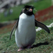 pingvin-016