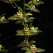 cymbidium lowianum