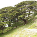 cedars of Lebanon chouf 39576 (Medium)