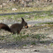 a mókus és a dió