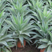 AGAVE DESMETTIANA C3L