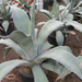 AGAVE FEROX C30L