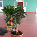 CITRUS ARANCIO MINI T 40-50 C3L