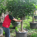 CITRUS SINENSIS XXTRA C130L