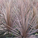 CORDYLINE AUSTRALIS ATROPURPUREA C9L 02