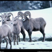 bighorn-sheep-flock-376985-sw (Medium)