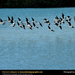 black-necked-stilts-426732-sw (Medium)