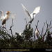 cattle-egrets-267824-sw (Medium)