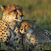 cheetah-mom-and-cub-642816-sw (Medium)