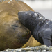 elephant-seals-1192164-080309-sw (Medium)