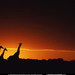 giraffe-silhouettes-522232-sw (Medium)