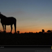 horse-farm-sunset-041pc08atn2hsc008-sw (Medium)