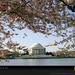 jefferson-memorial-cherry-blossoms-694865-sw (Medium)