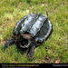 alligator-snapping-turtle (Medium)