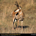 antelope-pronghorn-closeup (Medium)