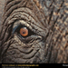 asian-elephant-eye (Medium)