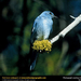 bluebird-on-twig (Medium)