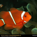 clown-fish (Medium)