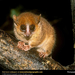 mouse-lemur (Medium)