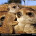 meerkats (Medium)