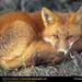 red-fox-sleeping (Medium)