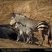 zebra-and-young (Medium)