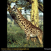 giraffe (Medium)