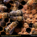 honeybees (Medium)