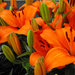 Liliom Narancs Virág