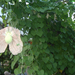 trópusi Aristolochia az Fővárosi Állatkertben
