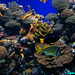 Coral World - Red Sea - Eilat (2)