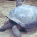 teknős1