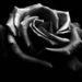 Black rose