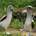 Dancing Blue Footed Boobies