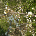 07 - Kökény (fehér virág, tövis, ősszel terem)