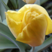 Sárga tulipán amit nem is ültettem.