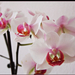 orchideám 2