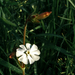 fehérvirág